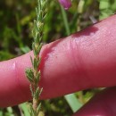 Erica tetralix L.Erica tetralix L.