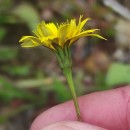 Leontodon saxatilis Lam.Leontodon saxatilis Lam.
