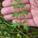 Silphiodaucus prutenicus (L.) Spalik, Wojew., Banasiak, Piwczyñski & Reduron subsp. dufourianus (Rouy & E.G.Camus) ReduronSilphiodaucus prutenicus (L.) Spalik, Wojew., Banasiak, Piwczyñski & Reduron subsp. dufourianus (Rouy & E.G.Camus) Reduron