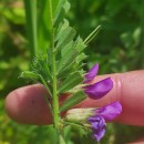Vicia sativa L. subsp. cordata (Wulfen ex Hoppe) Batt.Vicia sativa L. subsp. cordata (Wulfen ex Hoppe) Batt.