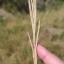 Brachypodium pinnatum (L.) Beauv.Brachypodium pinnatum (L.) Beauv.