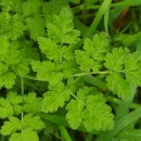 Chaerophyllum temulum L.Chaerophyllum temulum L.