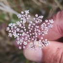 Daucus carota  L.Daucus carota  L.