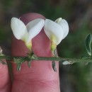 Cytisus multiflorus (L’Hér.) SweetCytisus multiflorus (L’Hér.) Sweet