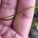 Potamogeton berchtoldii FieberPotamogeton berchtoldii Fieber