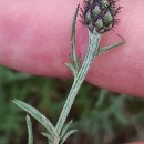Centaurea limbata Hoffmanns. & LinkCentaurea limbata Hoffmanns. & Link