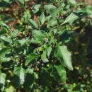 Solanum nigrum L.Solanum nigrum L.