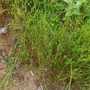 Juncus bufonius L.Juncus bufonius L.