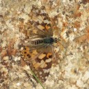 Vanessa cardui (Linnaeus, 1758)Vanessa cardui (Linnaeus, 1758)