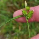 Carex demissa Hornem.Carex demissa Hornem.