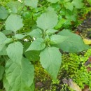 Solanum nigrum L.Solanum nigrum L.