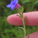 Glandora prostrata (Loisel.) D.C.ThomasGlandora prostrata (Loisel.) D.C.Thomas