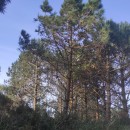 Pinus pinaster AitonPinus pinaster Aiton