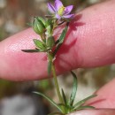 Spergularia rubra (L.) J. & C. PreslSpergularia rubra (L.) J. & C. Presl