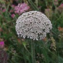 Daucus carota  L.Daucus carota  L.