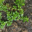 Herniaria ciliolata Melderis subsp. robusta ChaudhriHerniaria ciliolata Melderis subsp. robusta Chaudhri