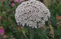 Daucus carota L.Daucus carota L.