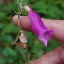 Digitalis purpurea L.Digitalis purpurea L.