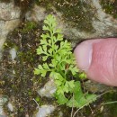 Anogramma leptophylla (L.) LinkAnogramma leptophylla (L.) Link