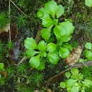 Micranthes clusii (Gouan) Fern.Prieto, Vázquez, Vallines & Cires subsp. lepismigena (Planellas) GornallMicranthes clusii (Gouan) Fern.Prieto, Vázquez, Vallines & Cires subsp. lepismigena (Planellas) Gornall