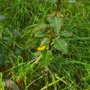 Pyrus cordata Desv.Pyrus cordata Desv.