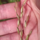 Arrhenatherum elatius (L.) Beauv. ex J. & C. PreslArrhenatherum elatius (L.) Beauv. ex J. & C. Presl