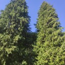 Chamaecyparis lawsoniana Parl.Chamaecyparis lawsoniana Parl.
