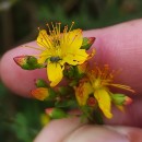 Hypericum pulchrum L.Hypericum pulchrum L.