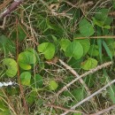 Viola palustris L.Viola palustris L.