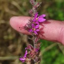 Lythrum salicaria L.Lythrum salicaria L.