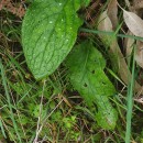 Pentaglottis sempervirens (L.) Tausch ex L.H. BaileyPentaglottis sempervirens (L.) Tausch ex L.H. Bailey