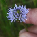Jasione montana L.Jasione montana L.