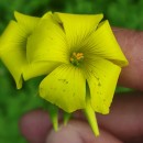 Oxalis pes-capraeOxalis pes-caprae L.