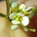 Cardamine hirsuta L.Cardamine hirsuta L.