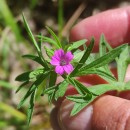 Geranium dissectum L.Geranium dissectum L.