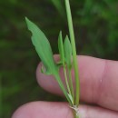 Rumex acetosella L.Rumex acetosella L.
