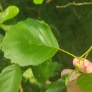 Alnus lusitanica Vít, Douda & MandákAlnus lusitanica Vít, Douda & Mandák