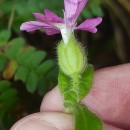 Silene dioica (L.) Clairv.Silene dioica (L.) Clairv.