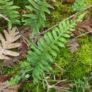 Polypodium interjectum ShivasPolypodium interjectum Shivas