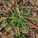 Plantago coronopus L.Plantago coronopus L.
