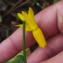 Narcissus cyclamineus DC.Narcissus cyclamineus DC.