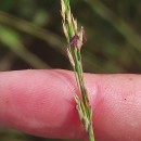 Molinia caerulea (L.) MoenchMolinia caerulea (L.) Moench
