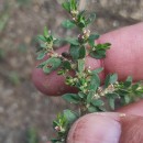 Polygonum arenastrum BoreauPolygonum arenastrum Boreau