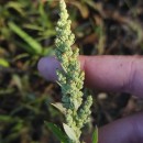 Chenopodium album L.Chenopodium album L.