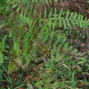 Pteridium aquilinum (L.) KuhnPteridium aquilinum (L.) Kuhn