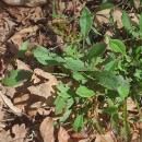 Rumex acetosella L.Rumex acetosella L.