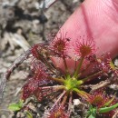 Drosera intermedia HayneDrosera intermedia Hayne