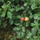 Malus domestica Borkh.Malus domestica Borkh.