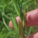 Bromus catharticus VahlBromus catharticus Vahl