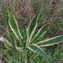 Agave americana L. var. Variegata .Agave americana L. var. Variegata .